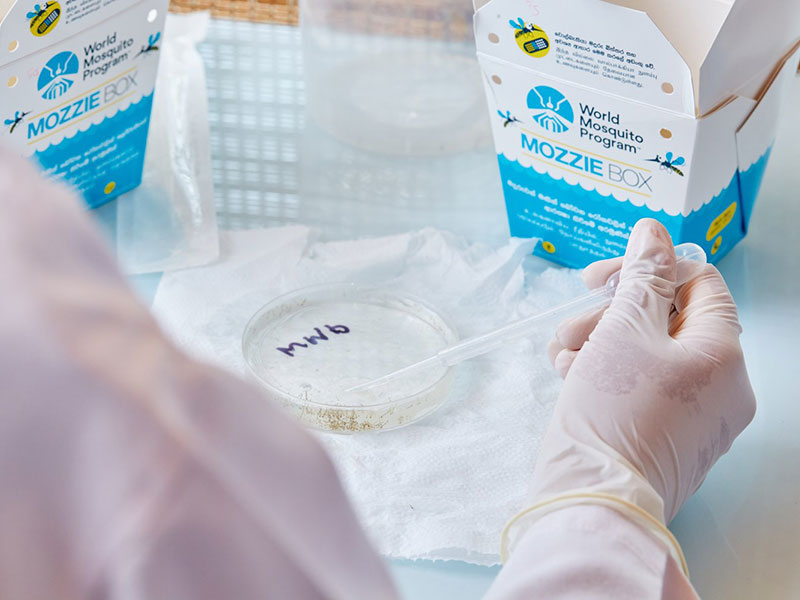 hone.pd-our-work-WMP-lab-mosquito+container+(2)